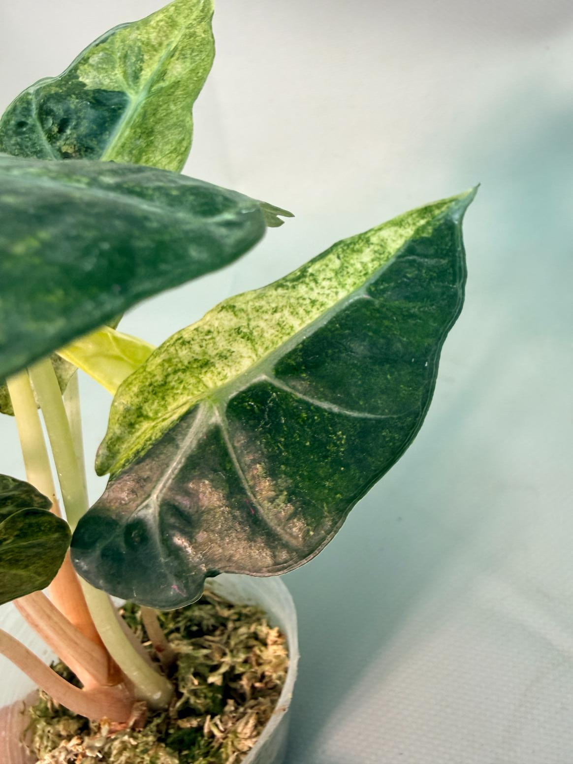 Alocasia Amazzonica Variegata Aurea 09