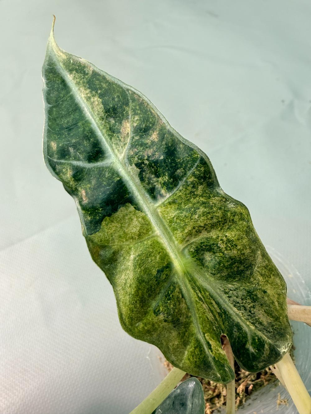 Alocasia Amazzonica Variegata Aurea 10