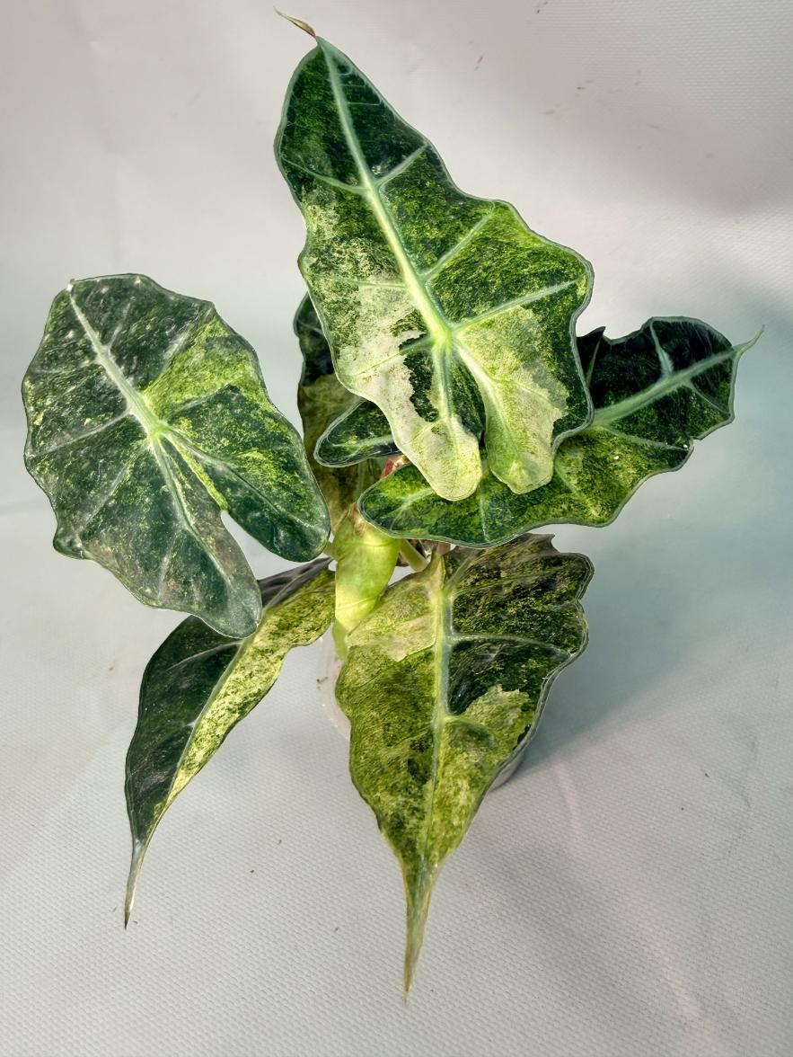 Alocasia Amazzonica Variegata Aurea 11
