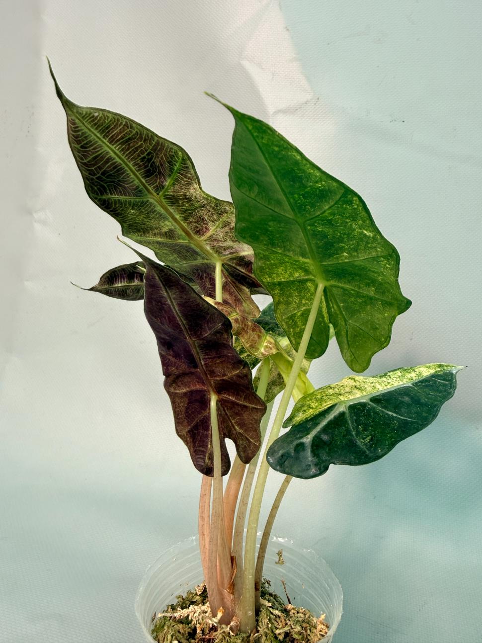 Alocasia Amazzonica Variegata Aurea 03
