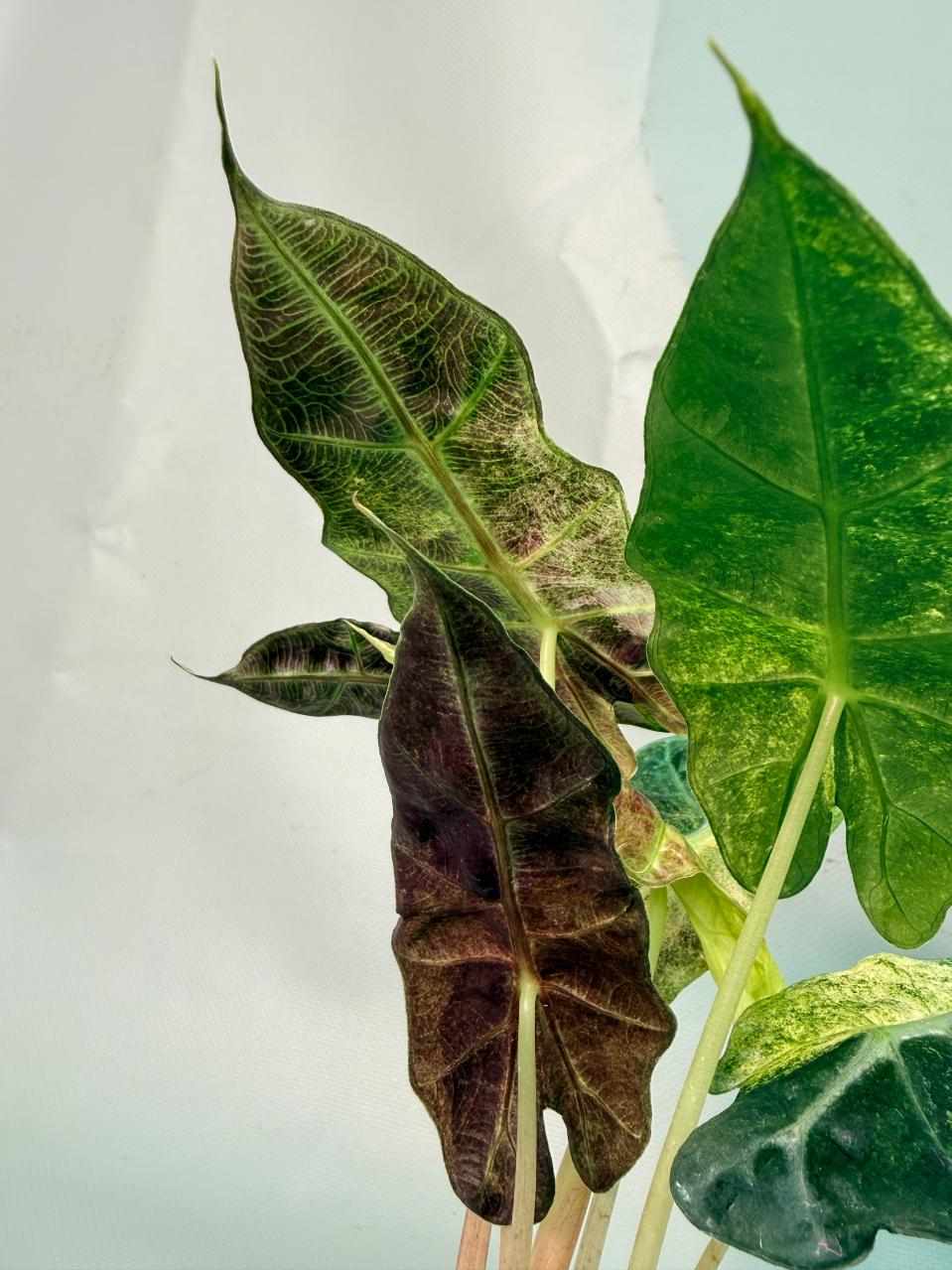 Alocasia Amazzonica Variegata Aurea 04