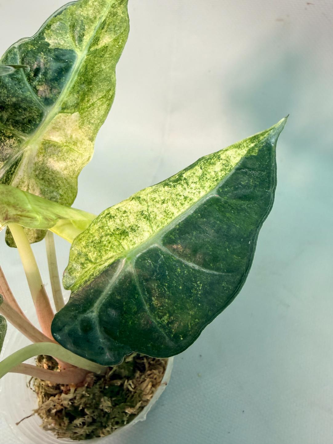 Alocasia Amazzonica Variegata Aurea 05