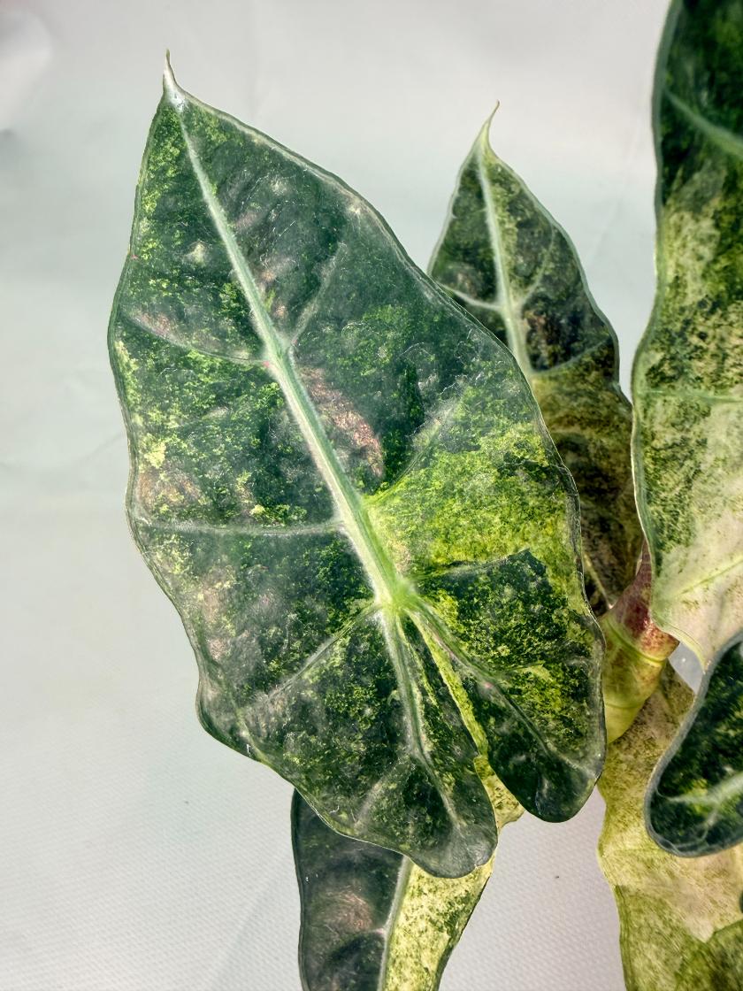 Alocasia Amazzonica Variegata Aurea 06