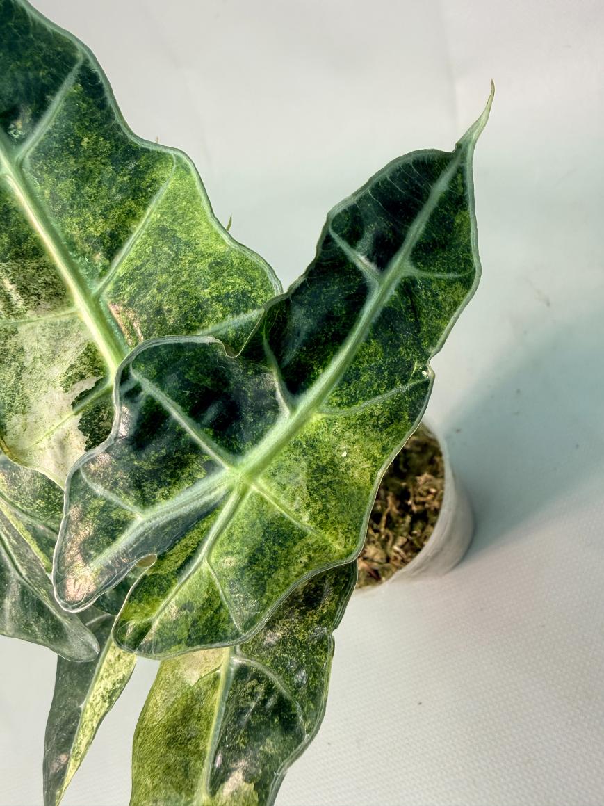 Alocasia Amazzonica Variegata Aurea 07