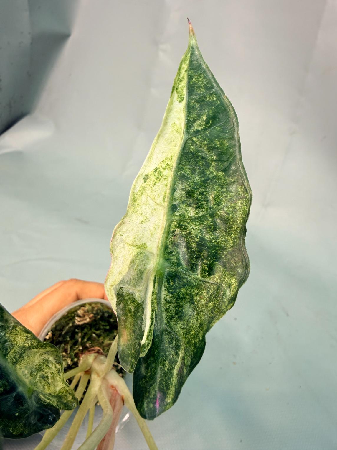 Alocasia Amazzonica Variegata Aurea 07
