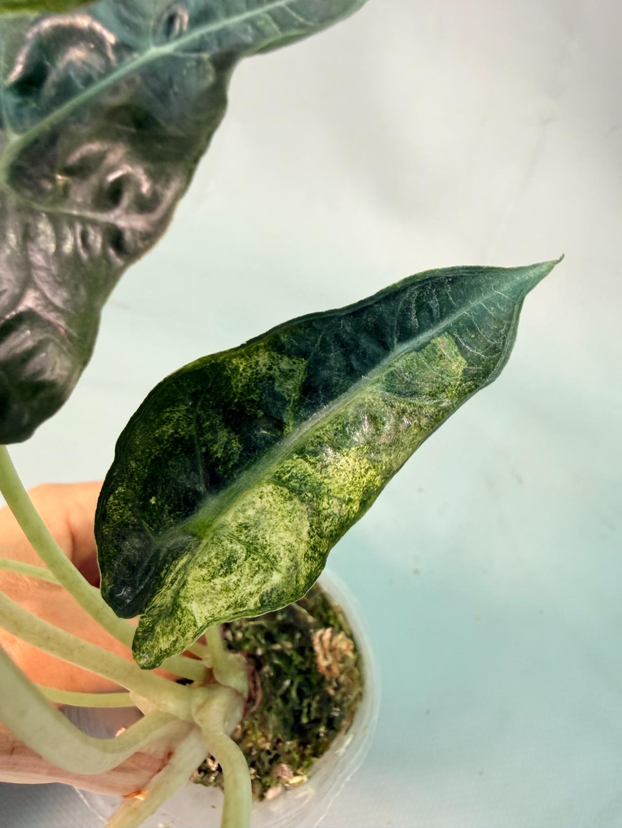 Alocasia Amazzonica Variegata Aurea 08