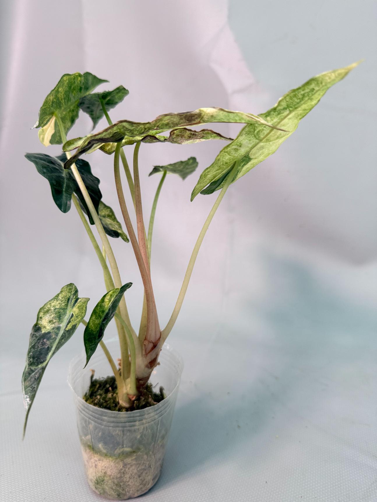 Alocasia Amazzonica Variegata Aurea 09