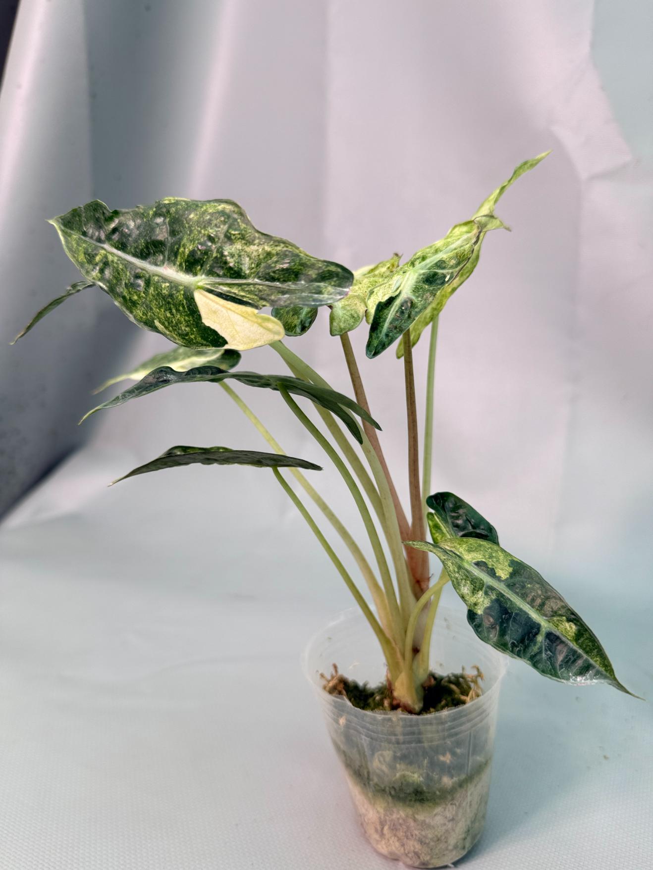 Alocasia Amazzonica Variegata Aurea 10