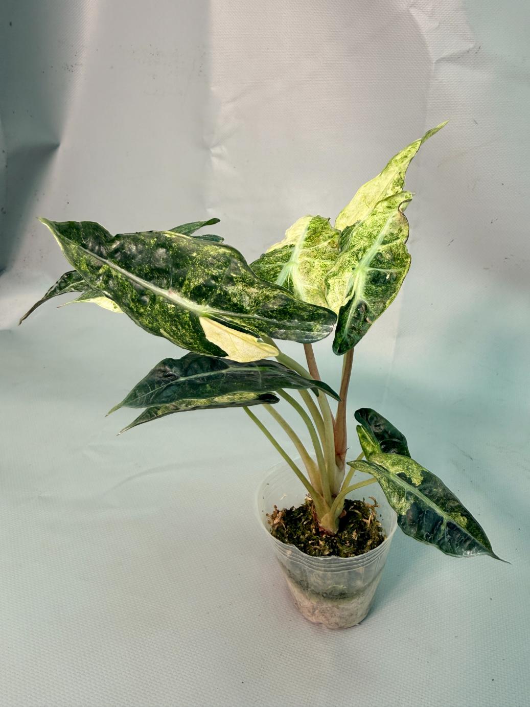 Alocasia Amazzonica Variegata Aurea 11