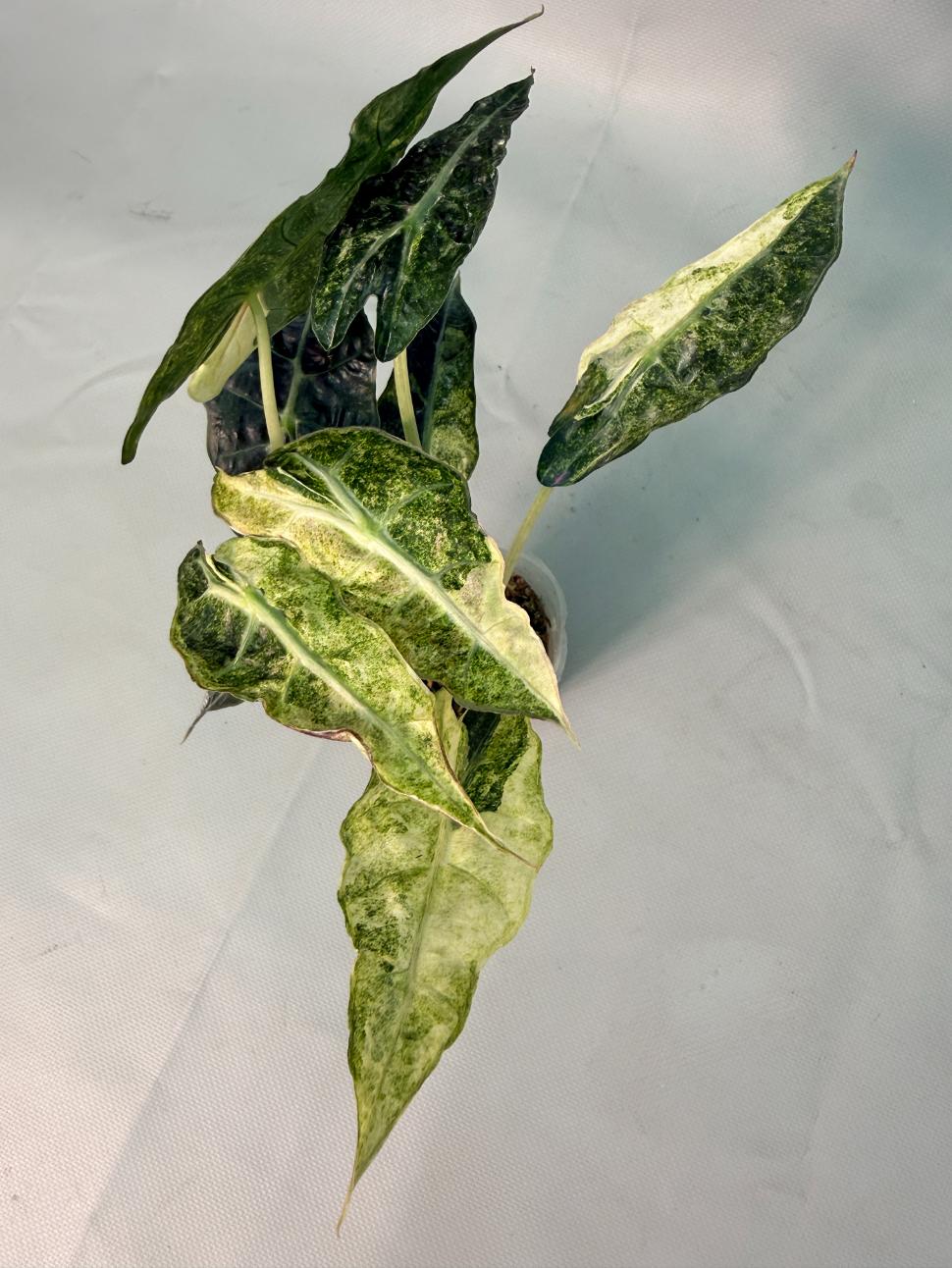 Alocasia Amazzonica Variegata Aurea 02
