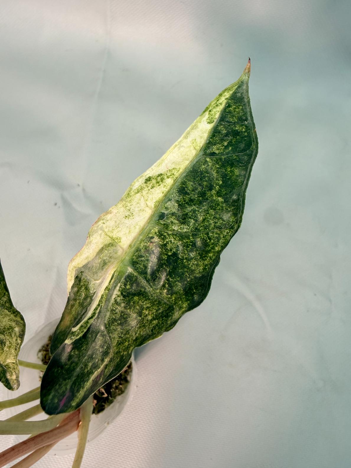 Alocasia Amazzonica Variegata Aurea 03