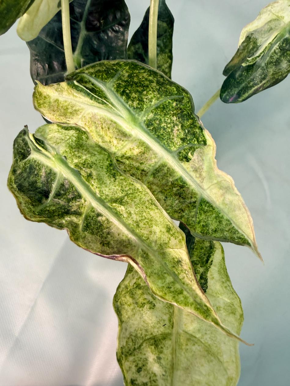 Alocasia Amazzonica Variegata Aurea 04