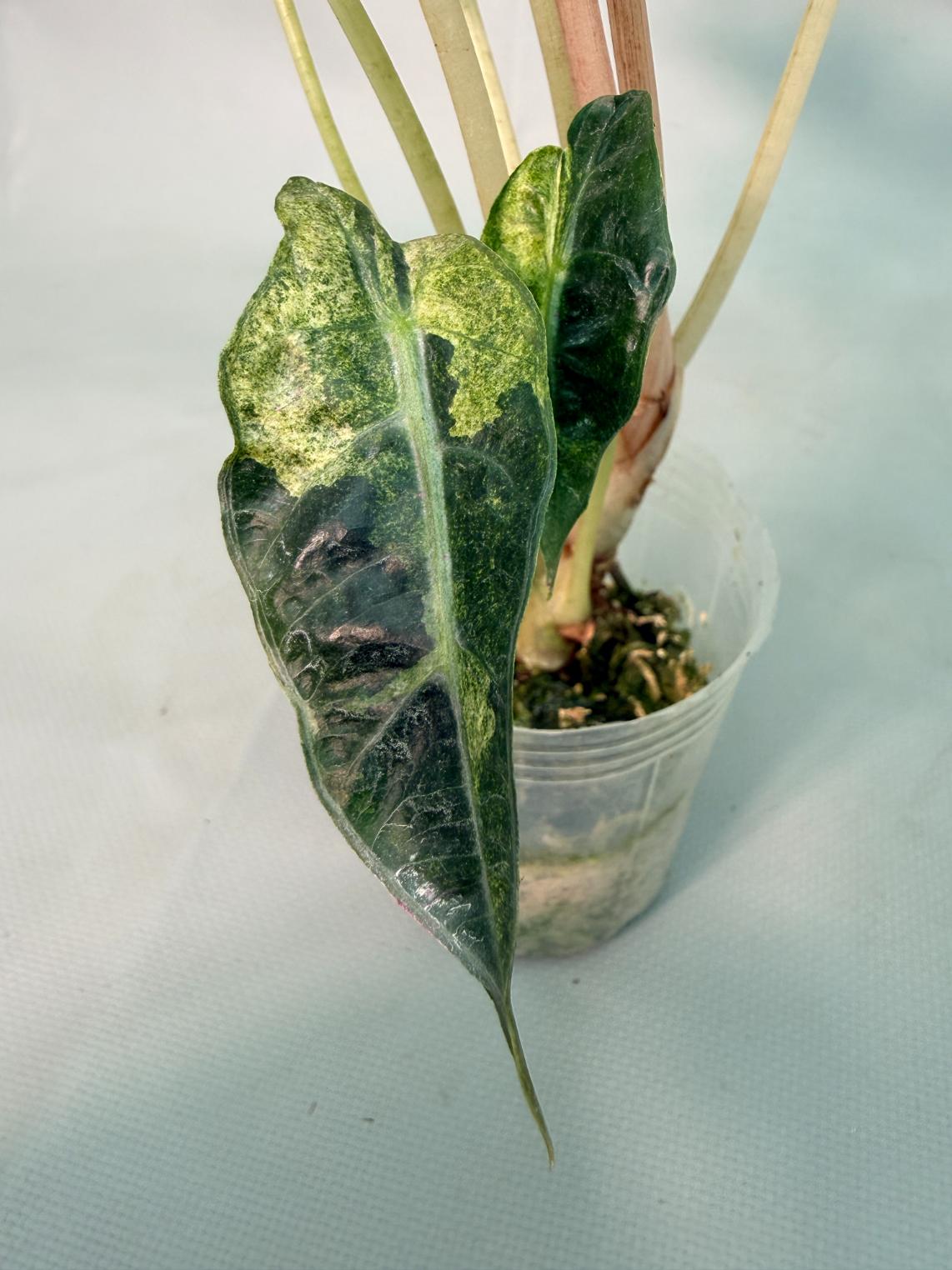 Alocasia Amazzonica Variegata Aurea 05
