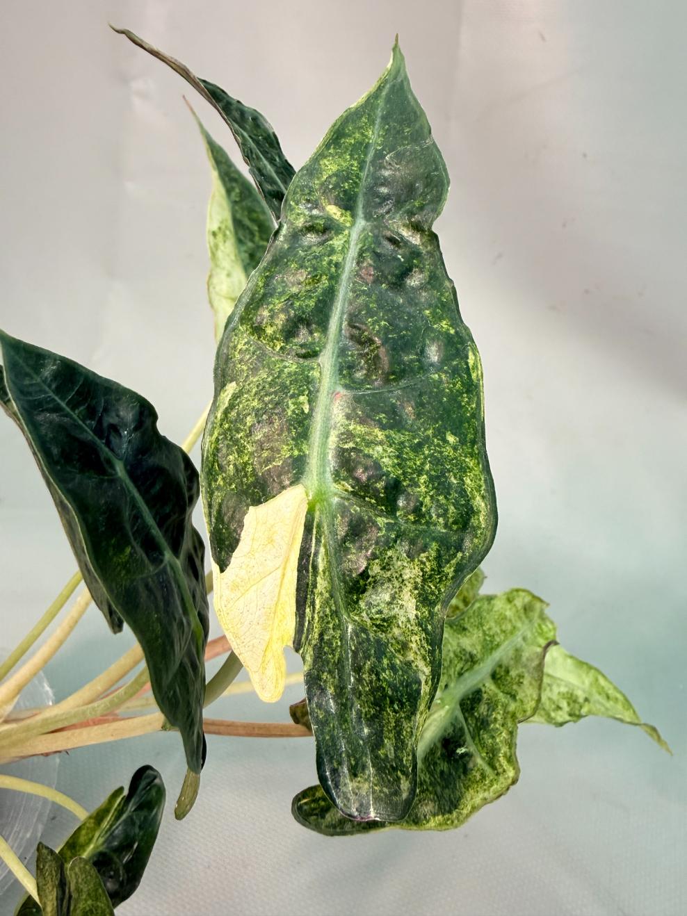 Alocasia Amazzonica Variegata Aurea 06