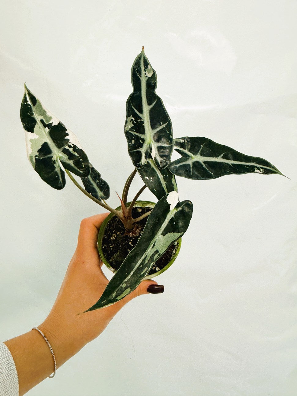 Alocasia_BambinoVariegata_Pink