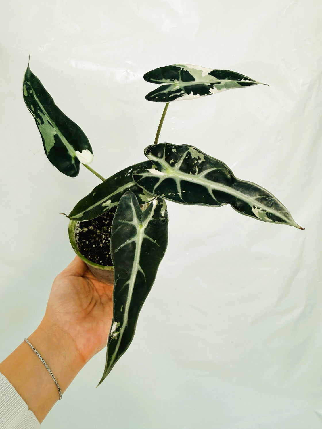 Alocasia_BambinoVariegata_Pink