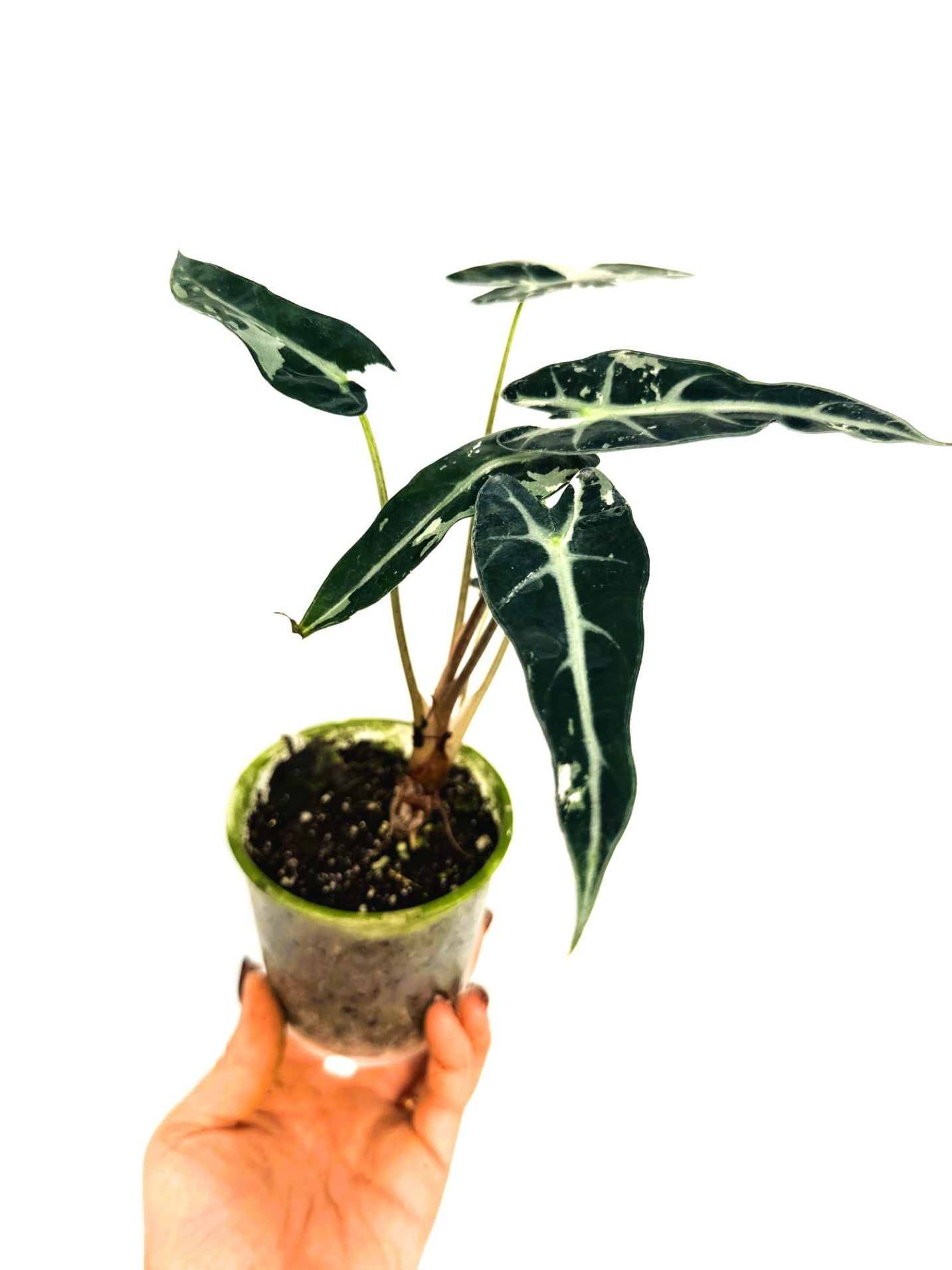 Alocasia_BambinoVariegata_Pink