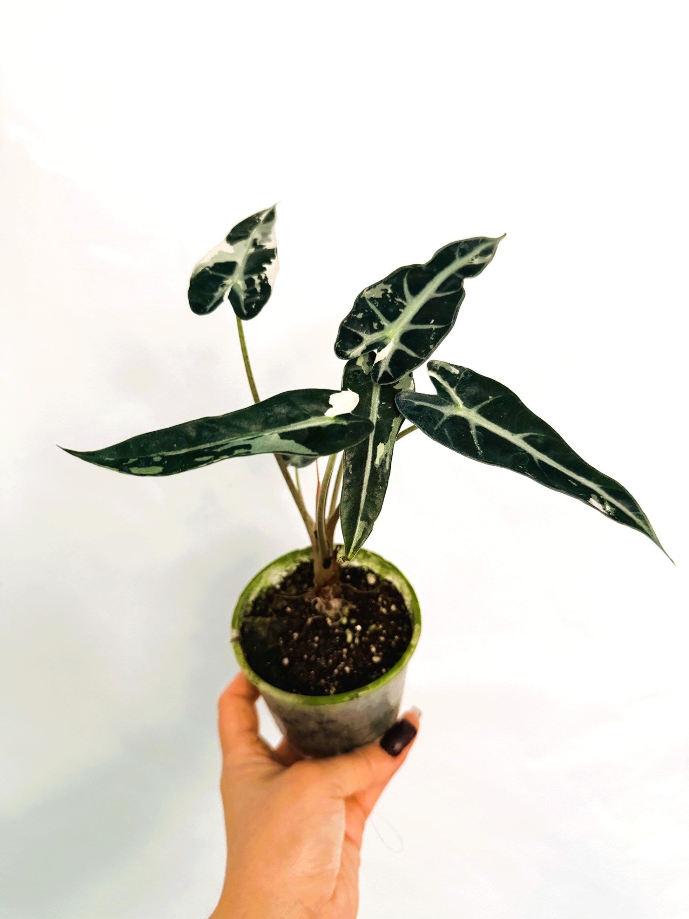 Alocasia_BambinoVariegata_Pink