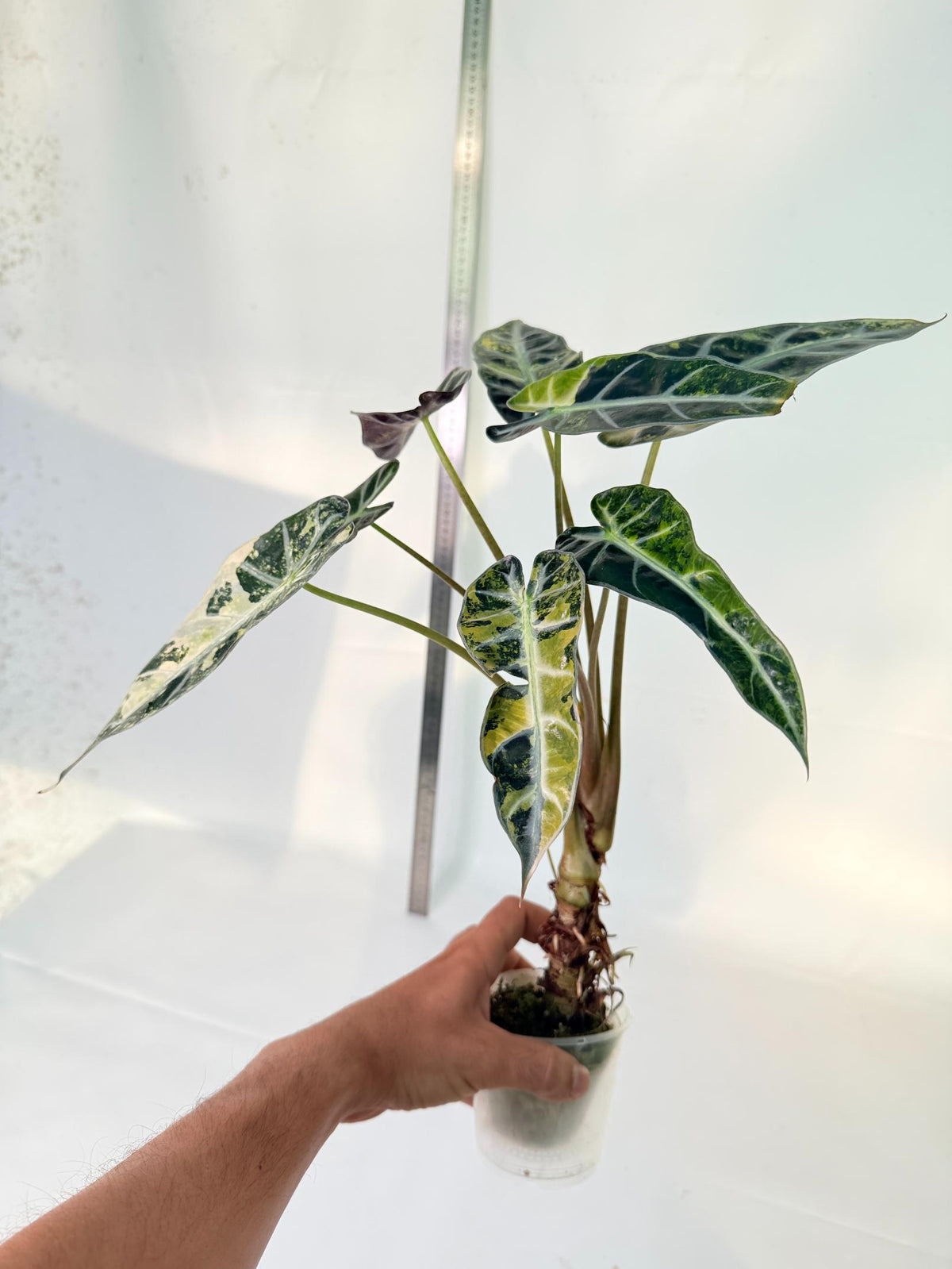 Alocasia Bambino Variegata Aurea 12