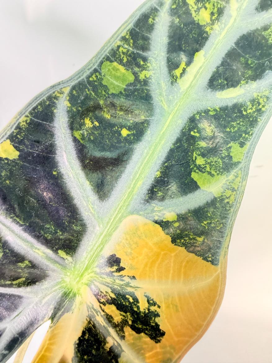 Alocasia Bambino Variegata Aurea 4