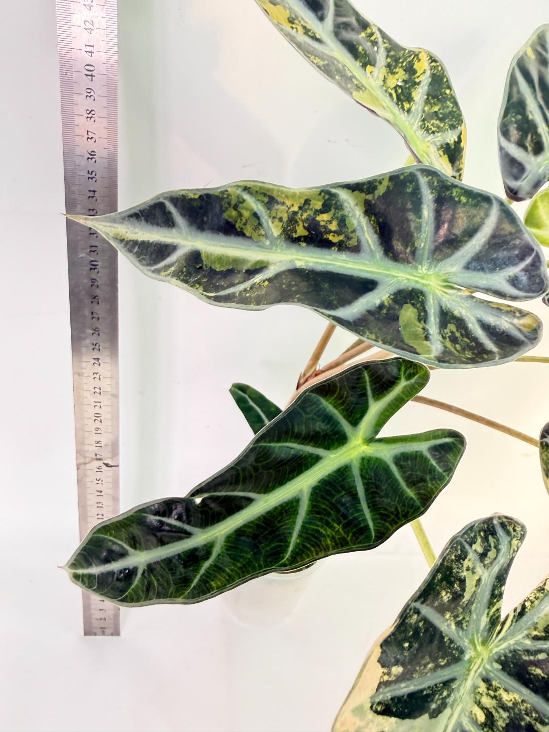 Alocasia Bambino Variegata Aurea 9