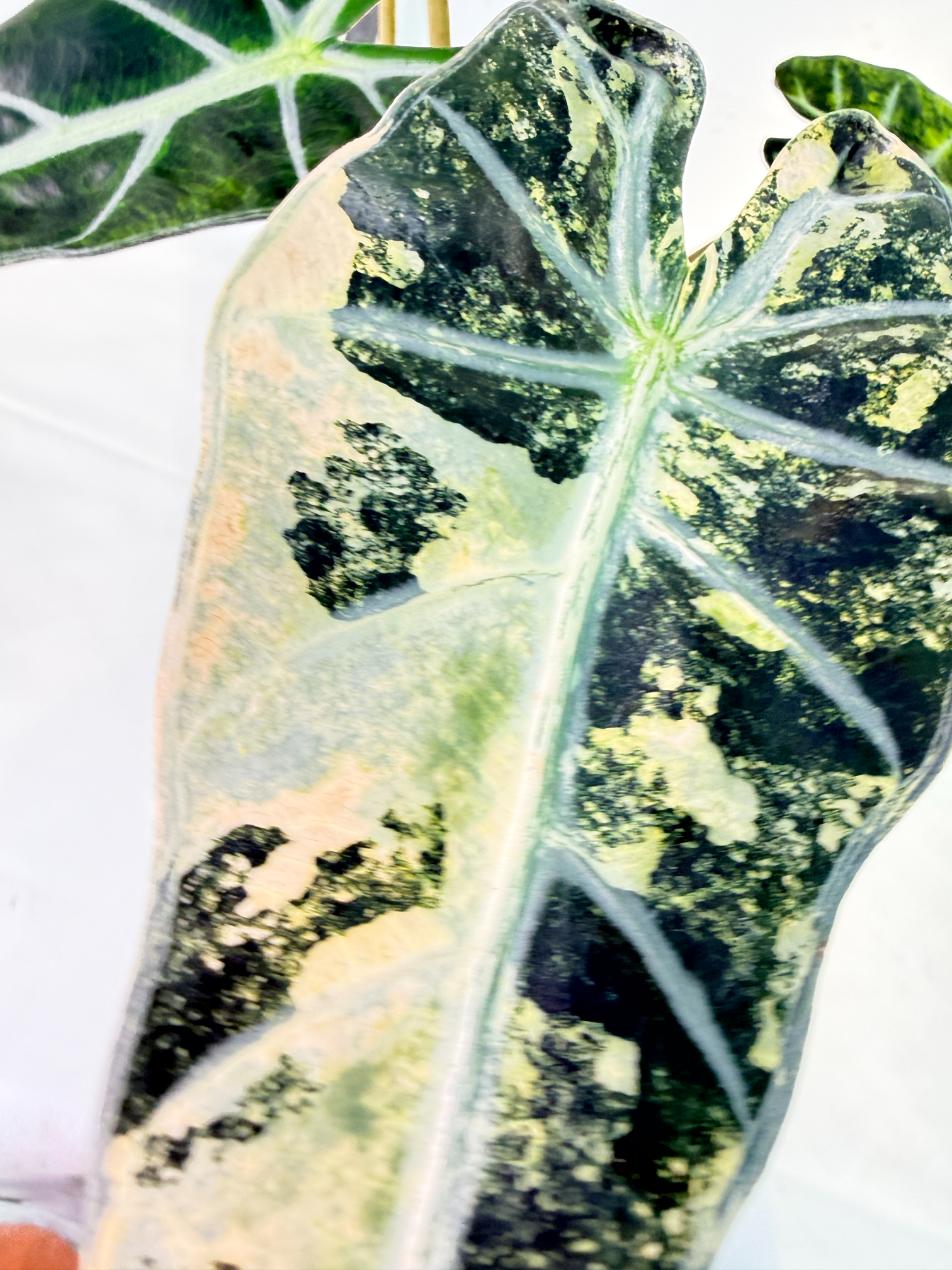 Alocasia Bambino Variegata Aurea 10