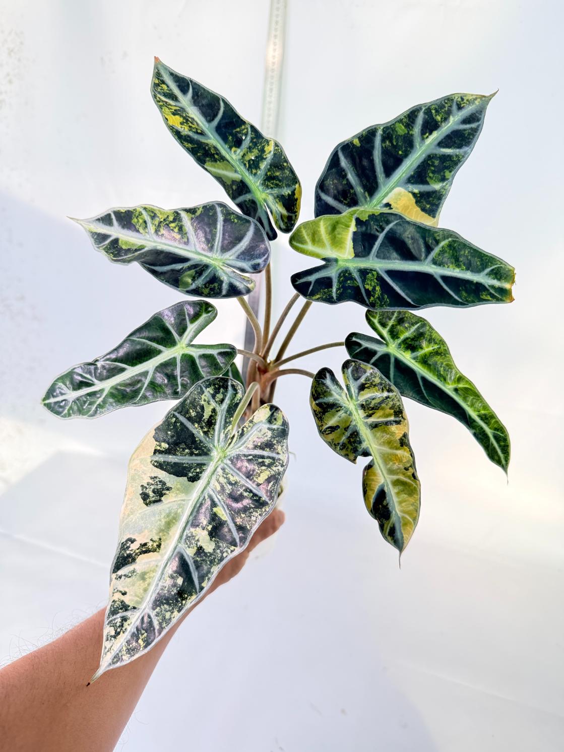Alocasia Bambino Variegata Aurea 6