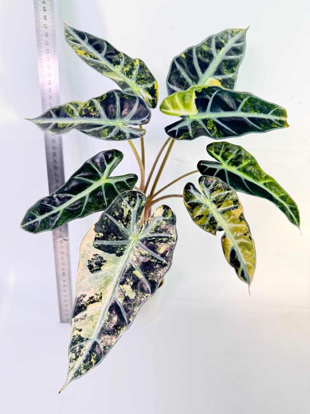 Alocasia Bambino Variegata Aurea 1