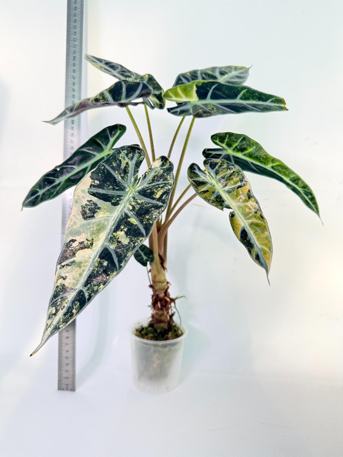 Alocasia Bambino Variegata Aurea 11