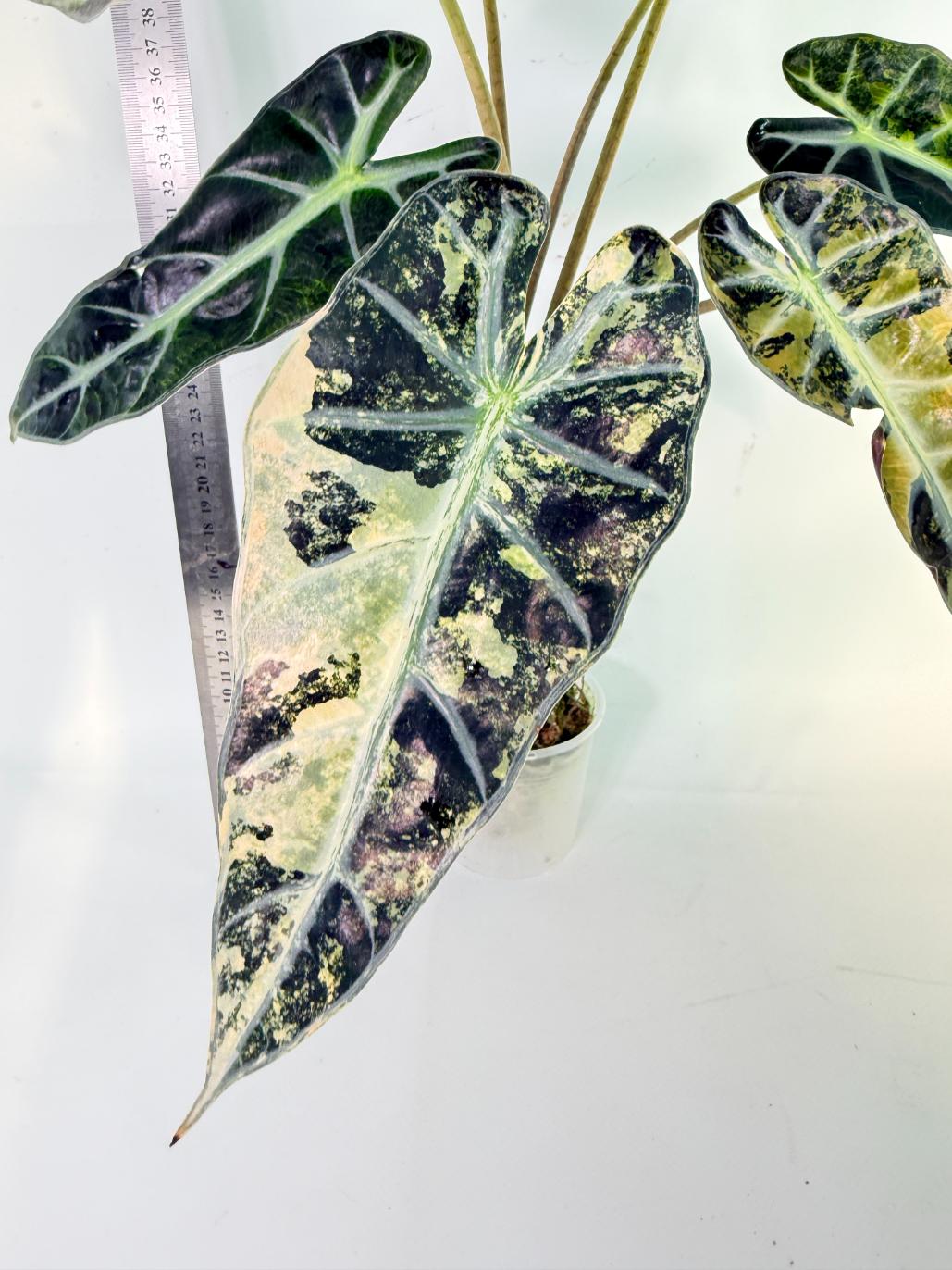 Alocasia Bambino Variegata Aurea 2