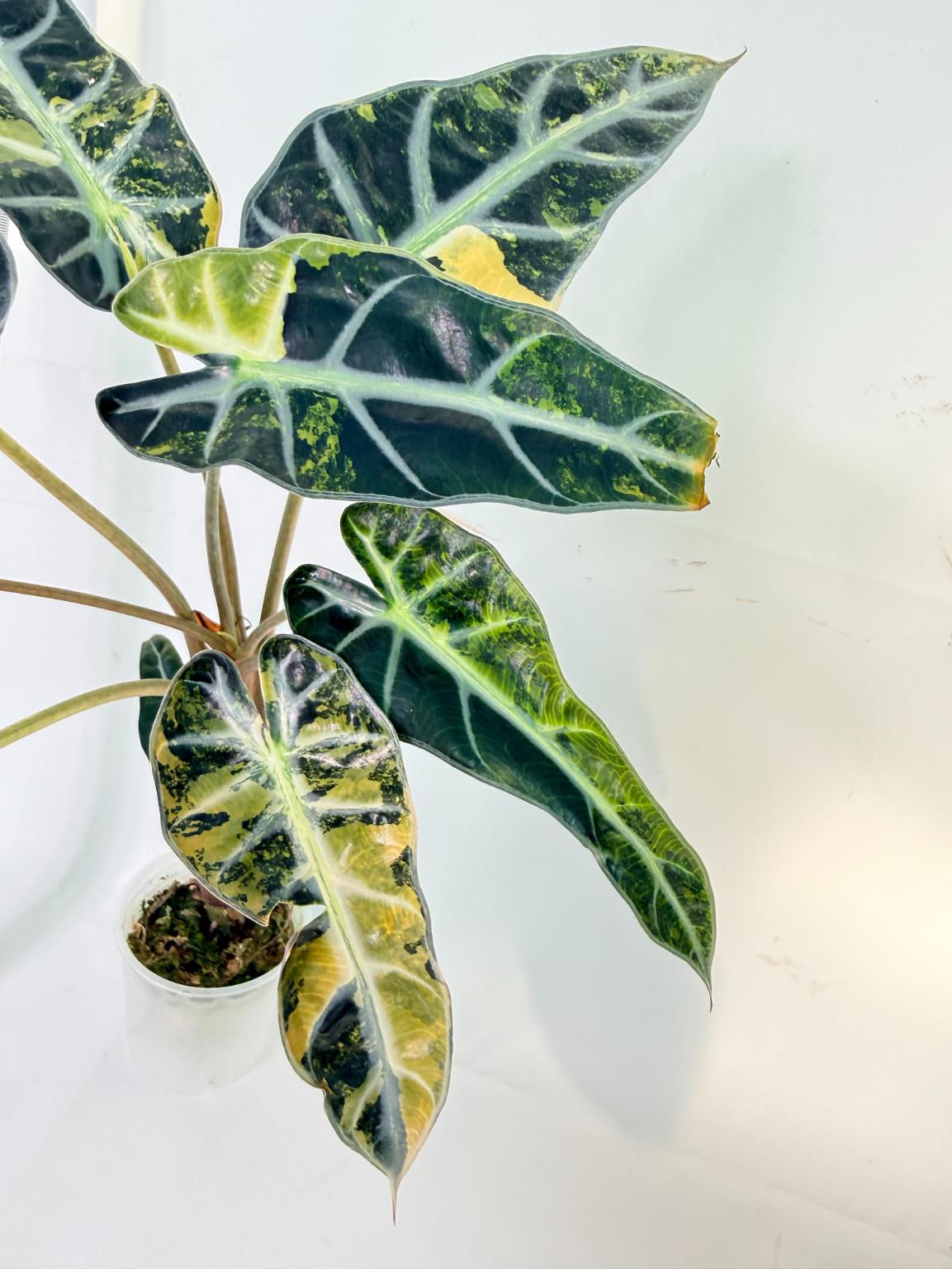 Alocasia Bambino Variegata Aurea 7