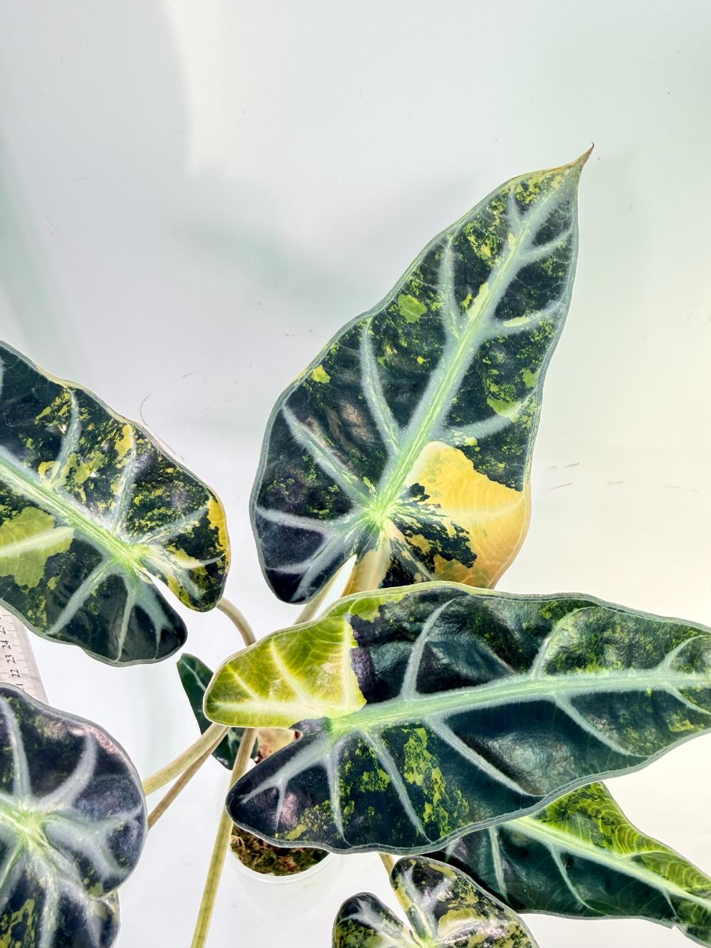 Alocasia Bambino Variegata Aurea 3