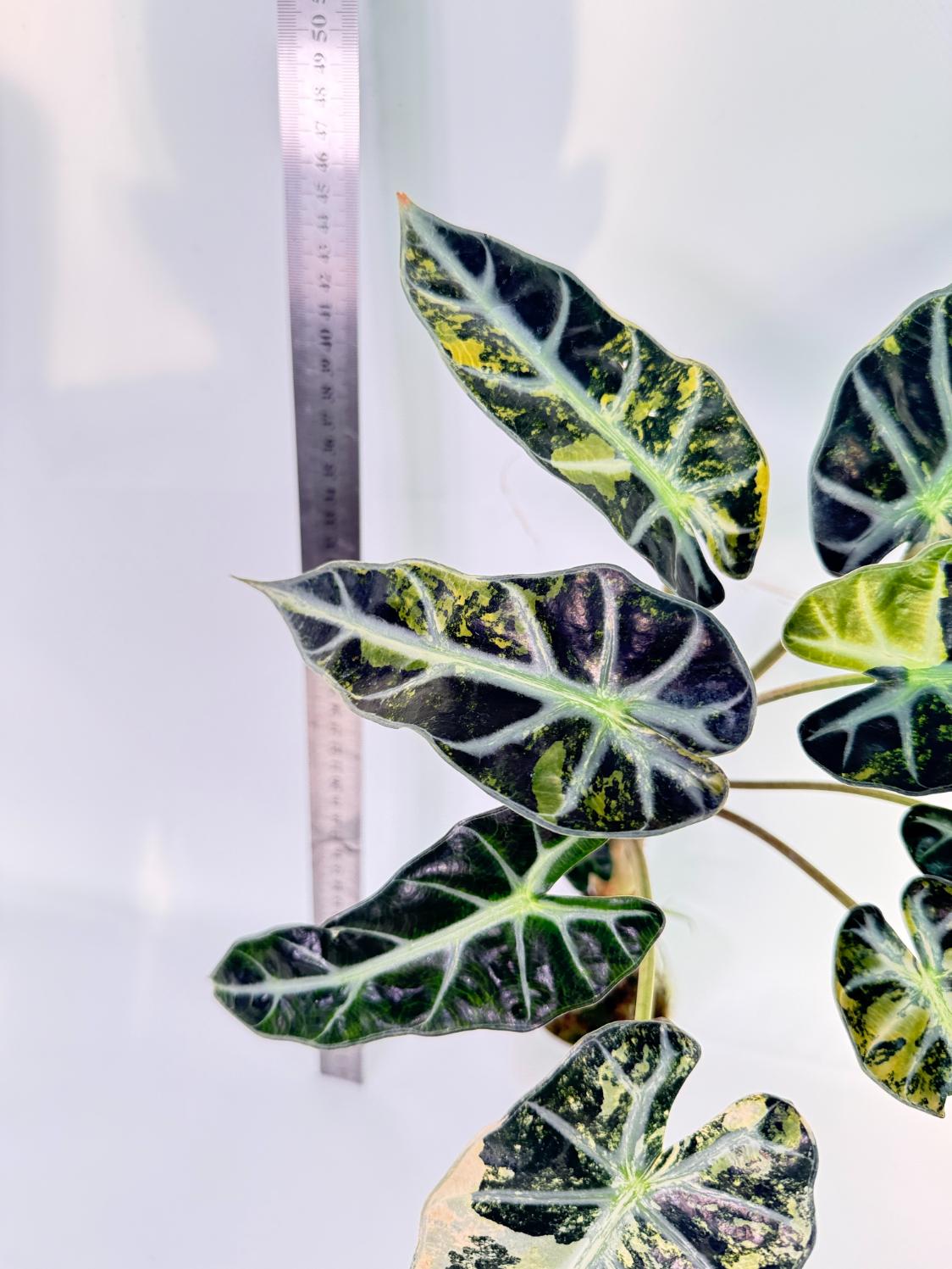 Alocasia Bambino Variegata Aurea 8