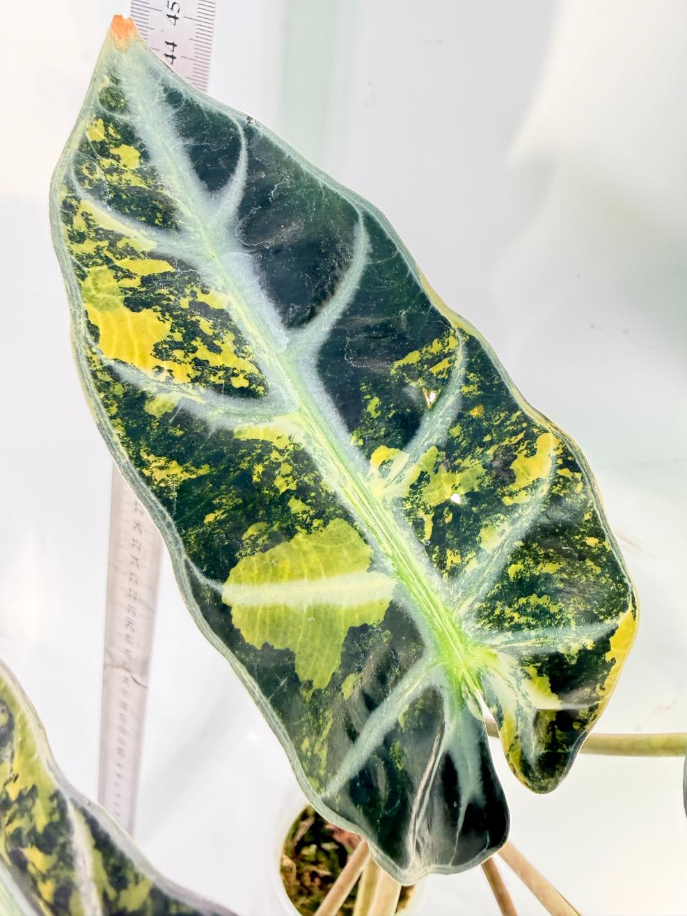 Alocasia Bambino Variegata Aurea 5