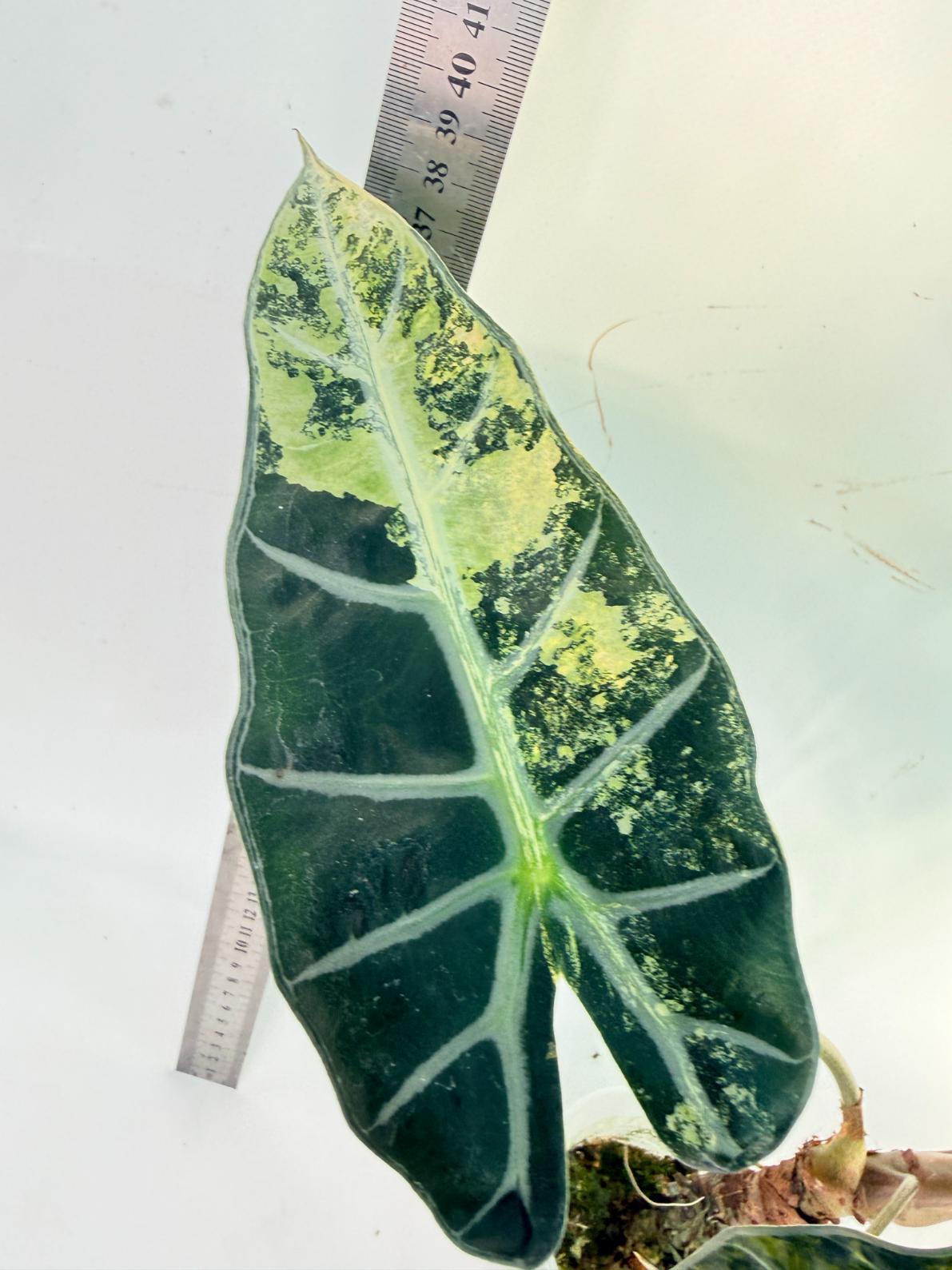 Alocasia Bambino Variegata Aurea 8