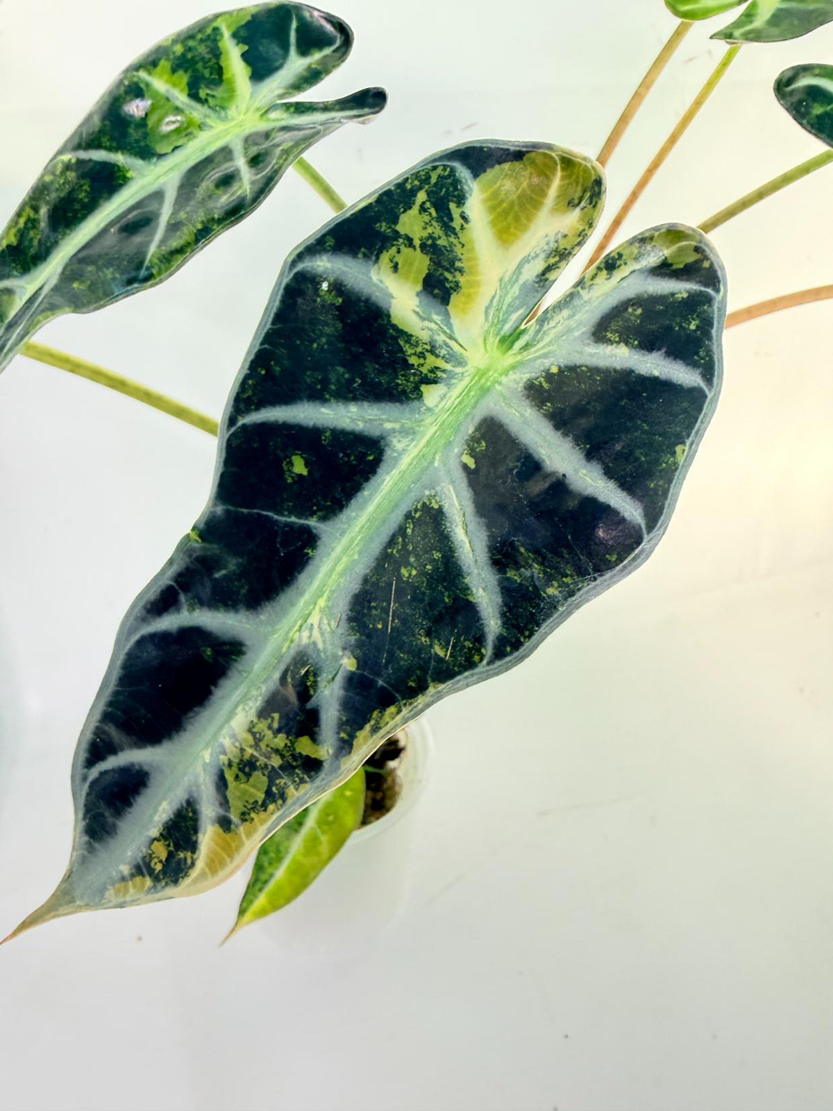 Alocasia Bambino Variegata Aurea 3