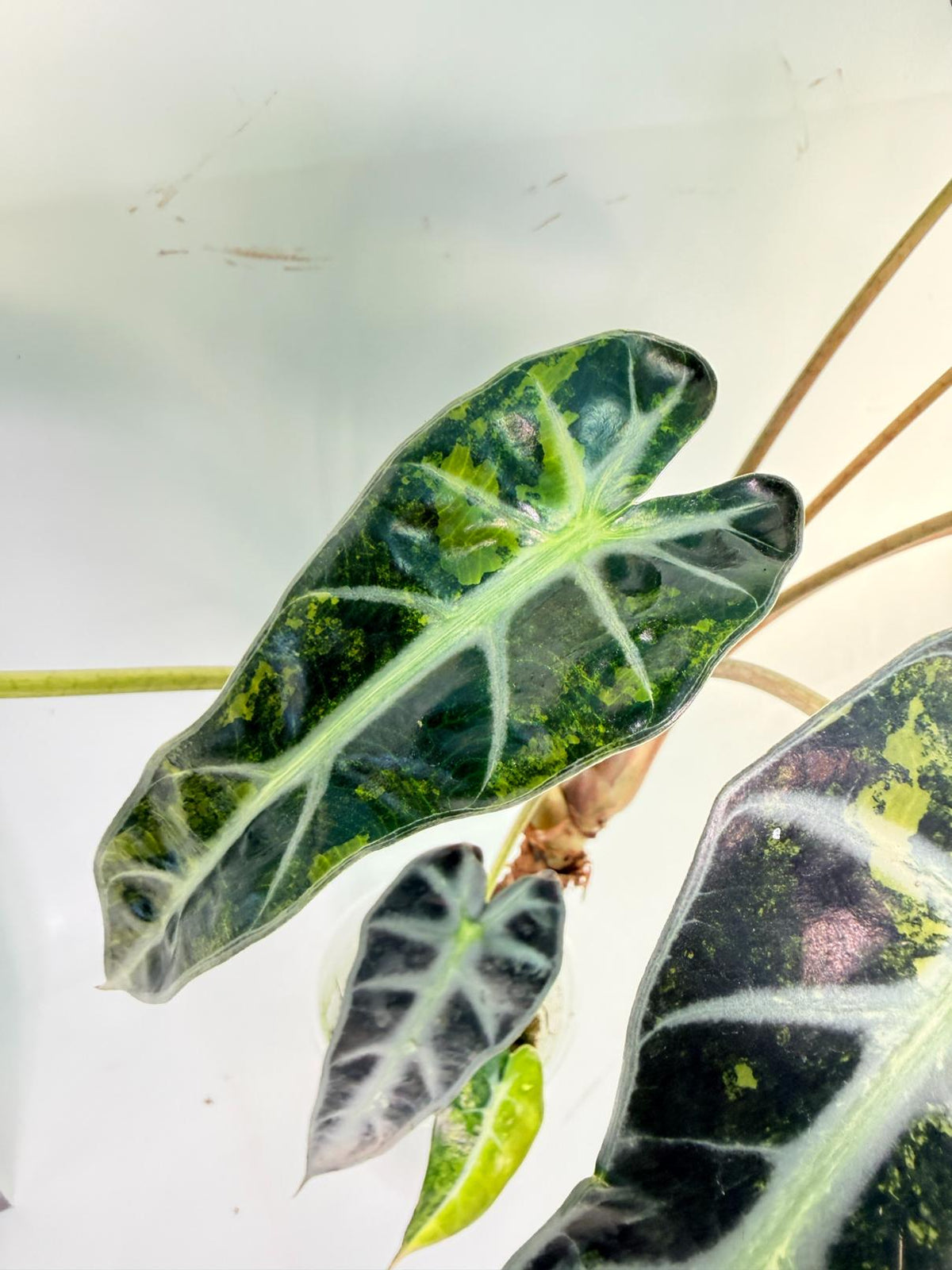 Alocasia Bambino Variegata Aurea 7