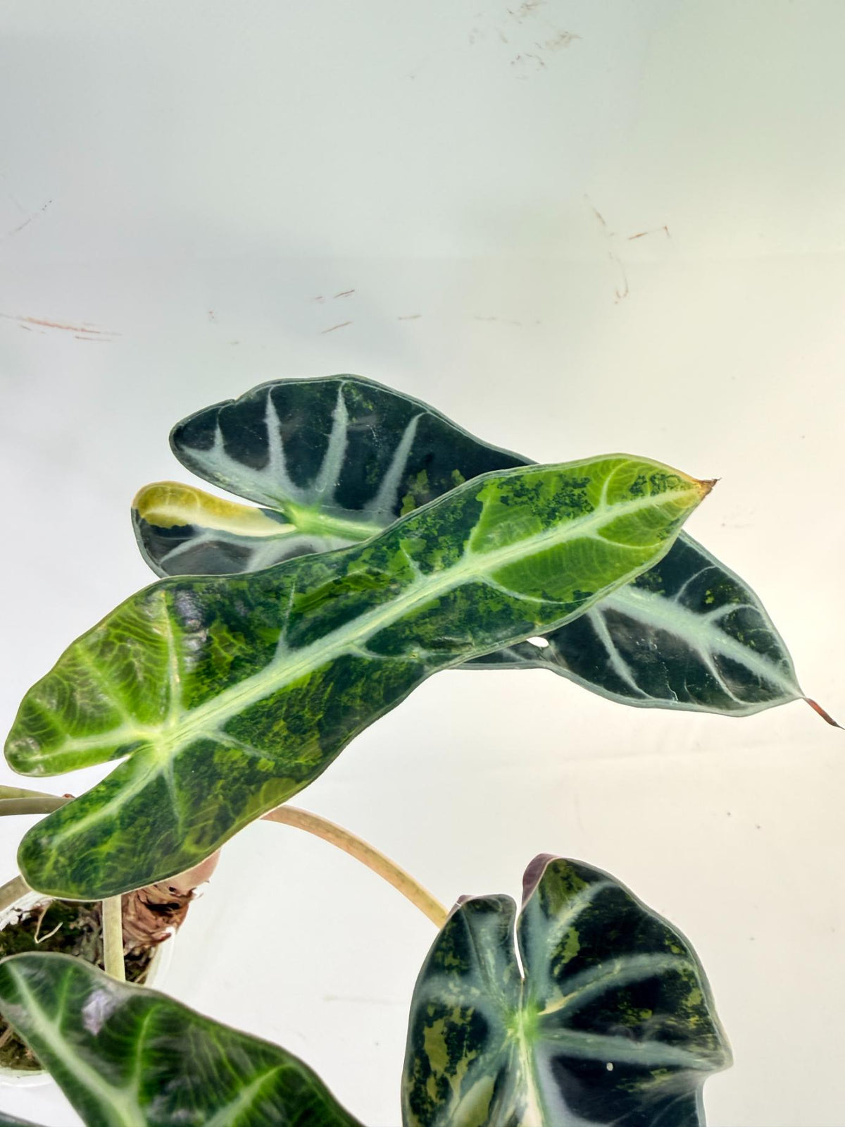 Alocasia Bambino Variegata Aurea 11
