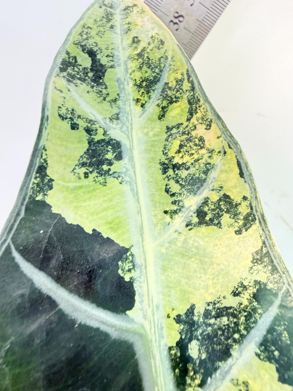 Alocasia Bambino Variegata Aurea 1
