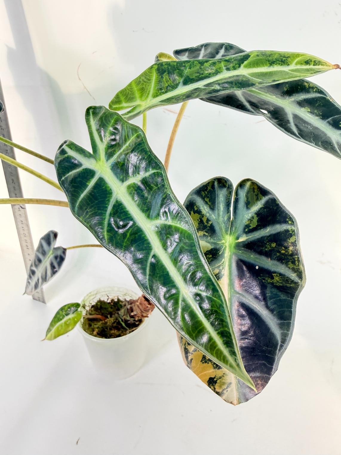 Alocasia Bambino Variegata Aurea 5