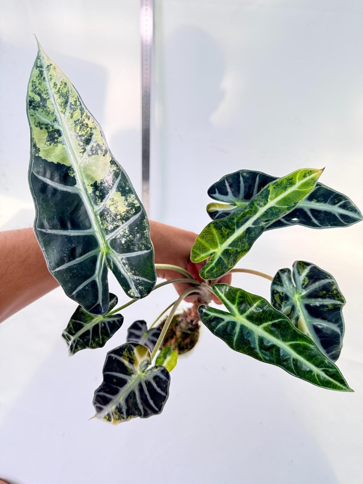 Alocasia Bambino Variegata Aurea 2
