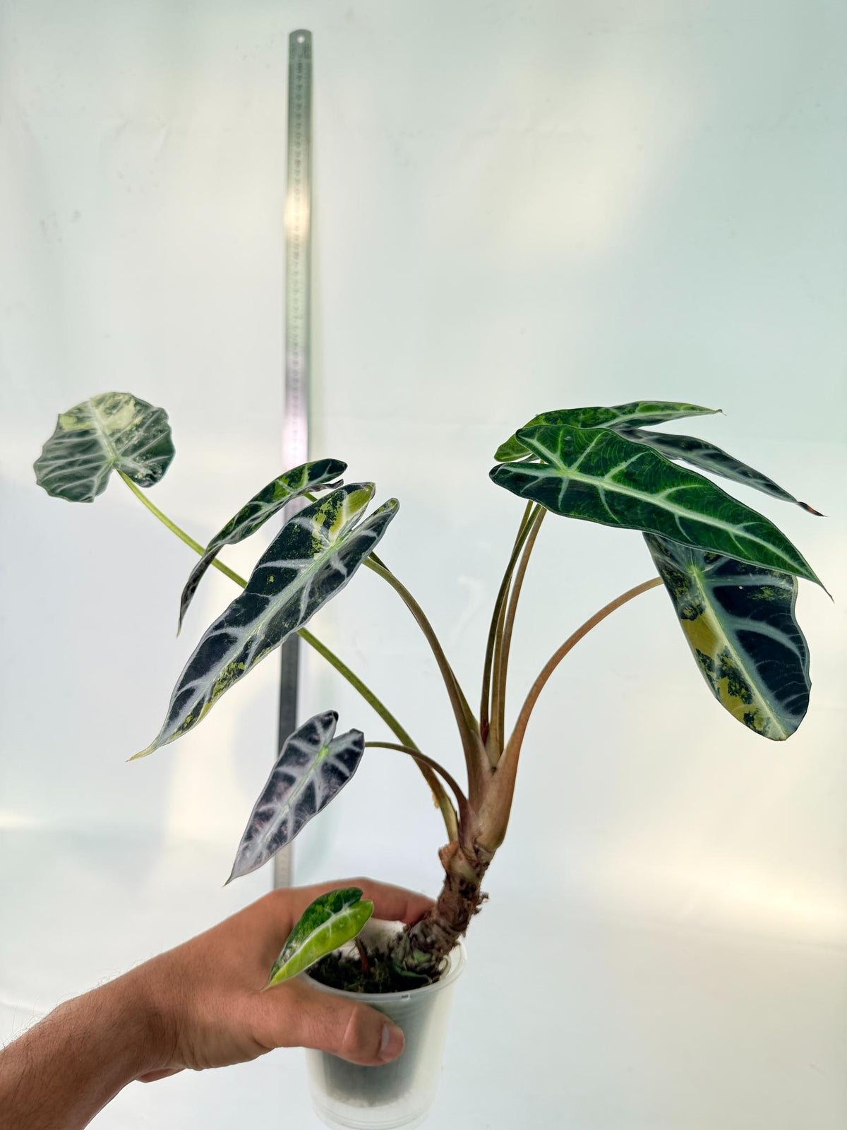 Alocasia Bambino Variegata Aurea 6