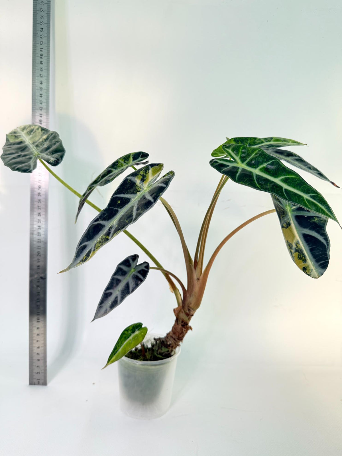 Alocasia Bambino Variegata Aurea 4