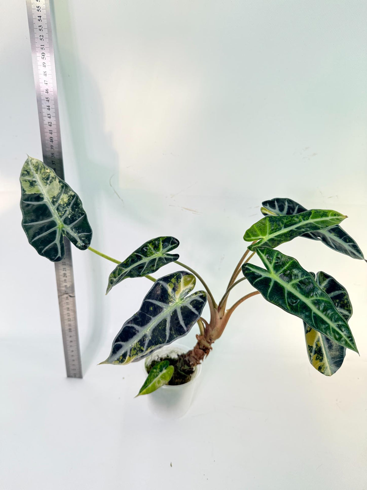 Alocasia Bambino Variegata Aurea 9