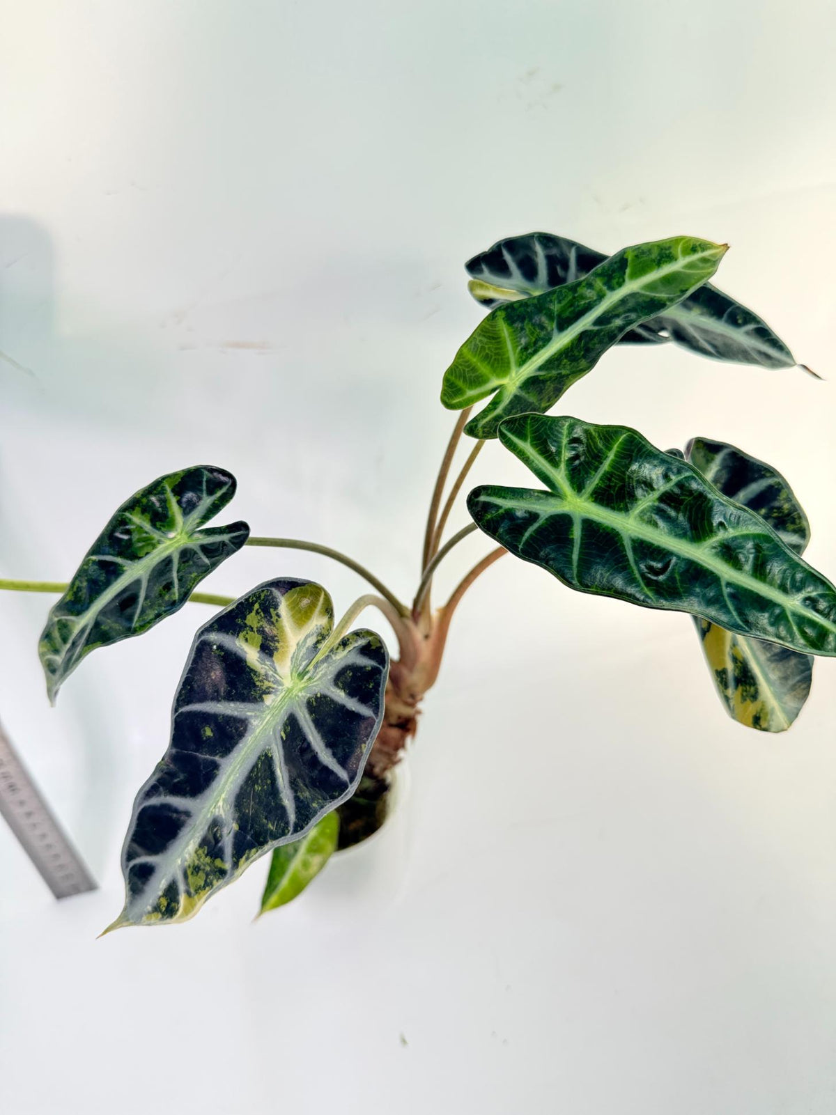 Alocasia Bambino Variegata Aurea 10