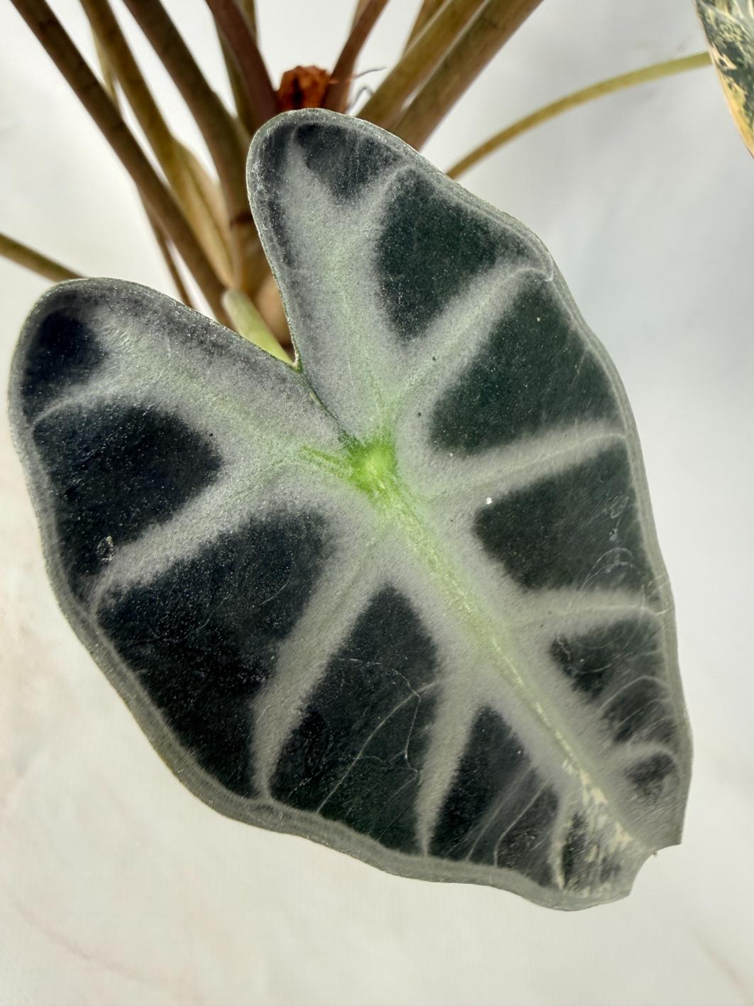 Alocasia Bambino Variegata Aurea 06