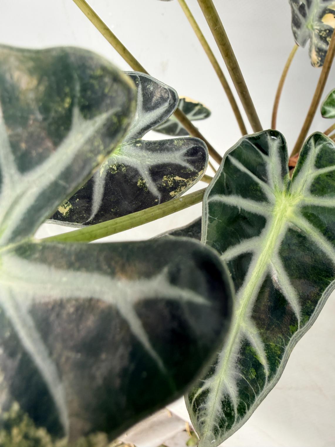 Alocasia Bambino Variegata Aurea 07