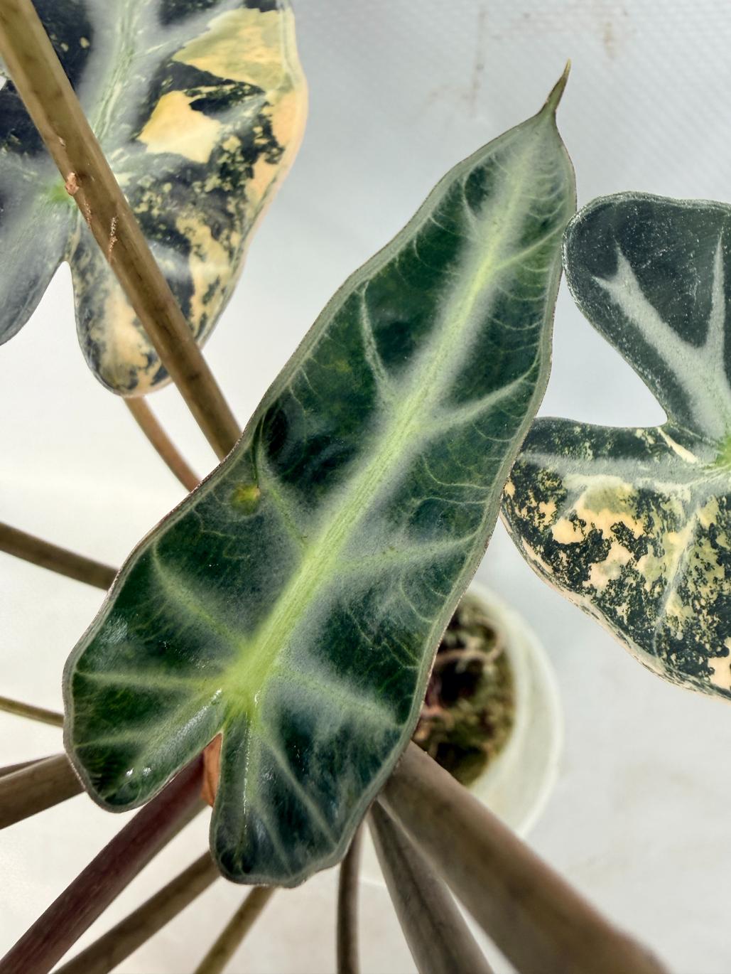 Alocasia Bambino Variegata Aurea 08