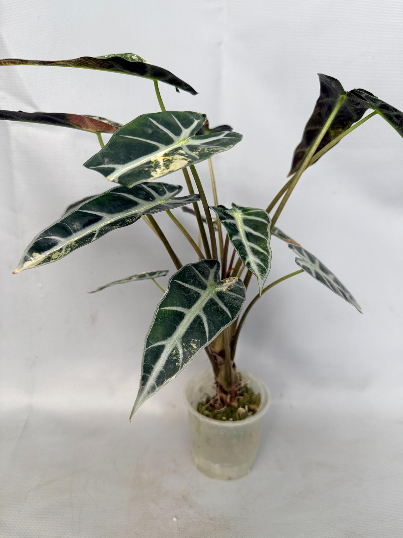 Alocasia Bambino Variegata Aurea 01