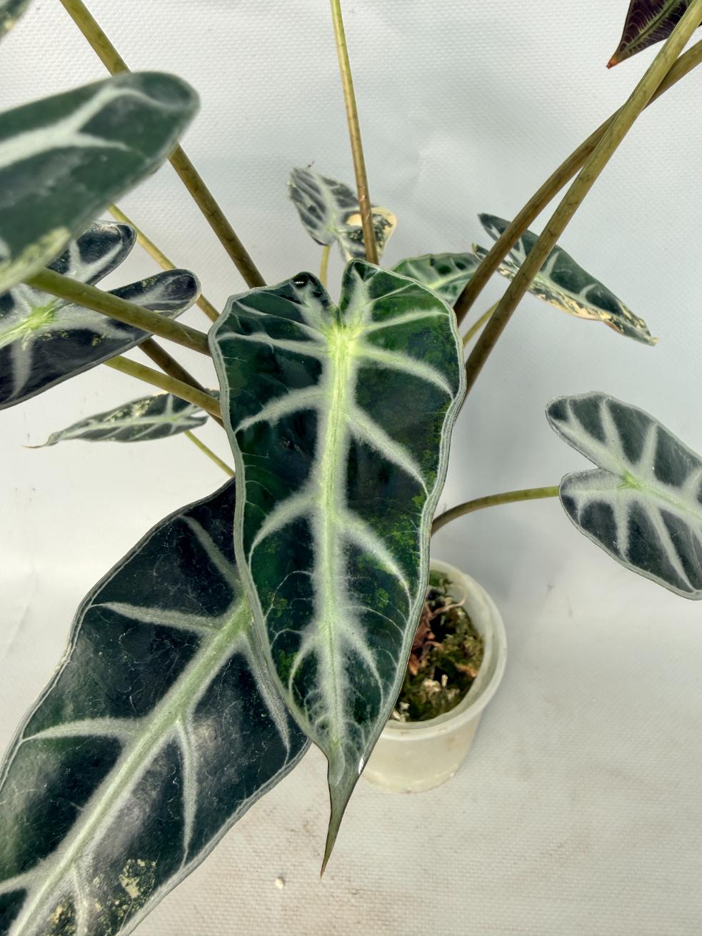 Alocasia Bambino Variegata Aurea 02